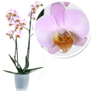 Orqudea Rosa + Cubremaceta Transparente